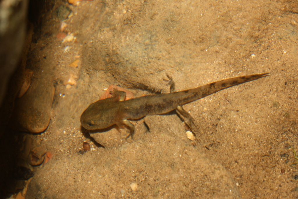 Larva di salamandridae ?? - Salamandra salamandra salamandra